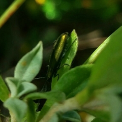 Chrysanthia reitteri