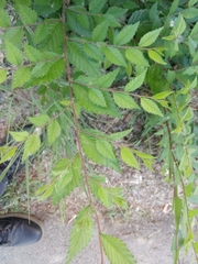 Ulmus pumila