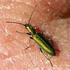 Chrysanthia reitteri