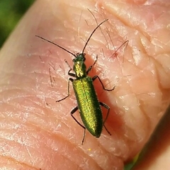 Chrysanthia reitteri