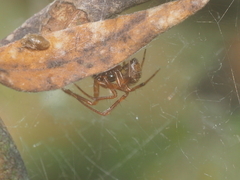 Parasteatoda merapiensis