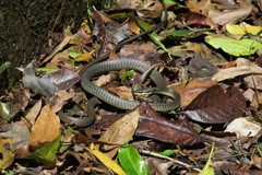 Dendrelaphis calligaster