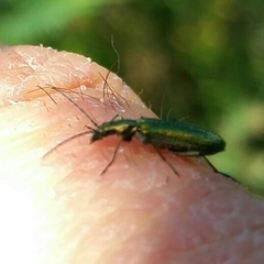 Chrysanthia reitteri