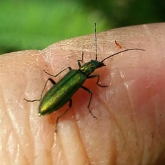 Chrysanthia reitteri