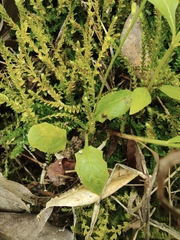 Selaginella nipponica