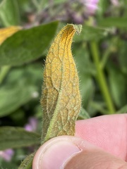 Pucciniastrum symphyti