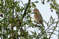 Carpodacus erythrinus