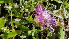 Centaurea pectinata