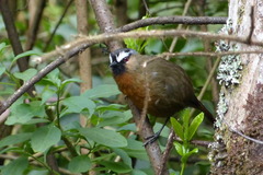 Montecincla cachinnans