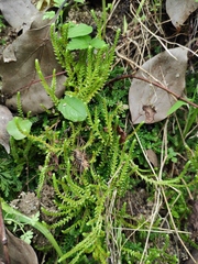 Selaginella nipponica