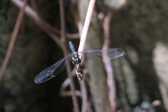 Agrionoptera longitudinalis biserialis