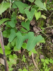 Aristolochia debilis