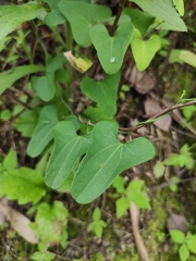 Aristolochia debilis