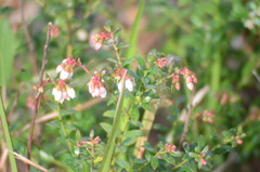 Vaccinium myrsinites
