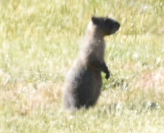 Marmota flaviventris