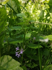 Glechoma hederacea