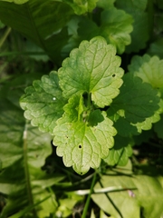 Glechoma hederacea