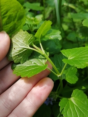 Glechoma hederacea