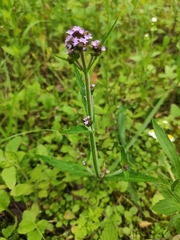 Verbena incompta