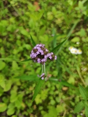 Verbena incompta
