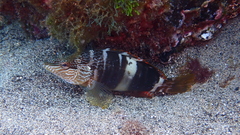 Serranus papilionaceus
