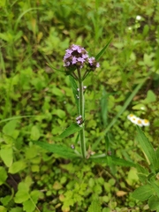 Verbena incompta