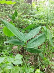 Convallaria majalis