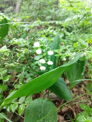 Convallaria majalis