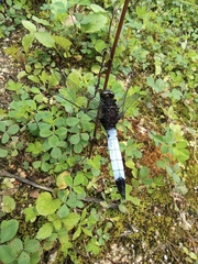 Orthetrum triangulare