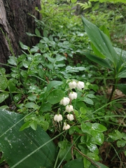 Convallaria majalis