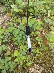 Orthetrum triangulare