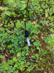 Orthetrum triangulare