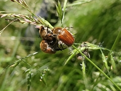 Anisopliina