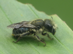 Osmia latreillei