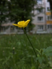Ranunculus repens