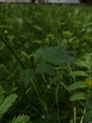Ranunculus repens