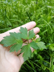 Ranunculus repens