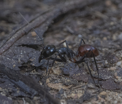 Dinomyrmex gigas