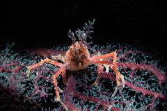 Chorilia longipes
