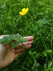 Ranunculus repens