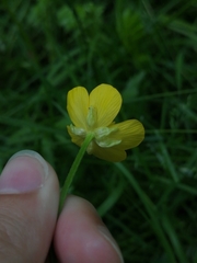Ranunculus repens
