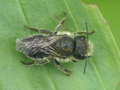 Osmia latreillei