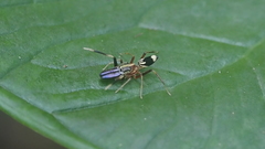 Emertonius exasperans