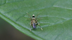 Emertonius exasperans