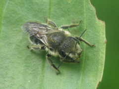 Osmia latreillei