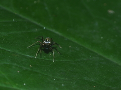 Emertonius exasperans