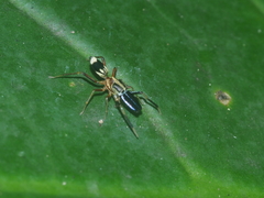 Emertonius exasperans