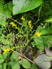 Sedum sarmentosum