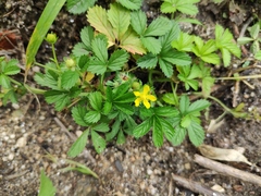 Potentilla kleiniana