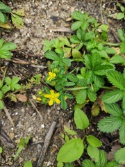 Potentilla kleiniana